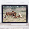 Landscape Africa Tanzania Lion Lioness Mating Flirting Wall Art Print