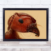Macro Insect Bug Eyes Ant Proboscis Brown Red Portrait Wall Art Print