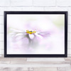 Osteospermum Flower Bloom Spring Close-Up Floral Fresh Wall Art Print