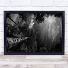 Sky Sweden Forest Sun Flare Foliage Leaves Black White Wall Art Print