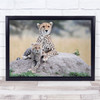 Wildlife Wild Nature Animals Cheetahs Cub Mother Rocks Wall Art Print