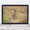 Adoration Lioness and cub wilderness animals wildlife Wall Art Print