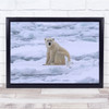 Bear Arctic Norway Ice Gull Polar Bears Seagull Frost Wall Art Print