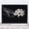 Flower White Cosmos Photography Multiple Exposure Art Wall Art Print