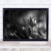 Flowers Tulips Black & White Macro Bokeh Garden Tulip Wall Art Print