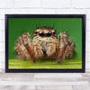 Macro Spider Eyes Legs Insects Wild Green Brown Mouth Wall Art Print