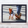 still life chihuahua winter coat fluffy boots walking Wall Art Print