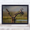 Wild Wildlife Bird Zimanga Africa Water Nature Animal Wall Art Print