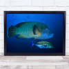 Fish Giant Hump head Wrasse Underwater Nature marine Wall Art Print