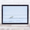 Polar bear Wildlife Animal Alaska Ice Into The Water Wall Art Print