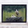 Stork Spring Ciconia Nest Chick Rain Nature Wildlife Wall Art Print