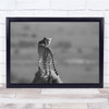 Cheetah Black & White Bokeh Feline nature wildlife Wall Art Print