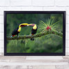 Costa Rica Toucan Bird Colourful Colourful Feeding Wall Art Print