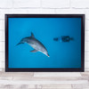 Dolphin Bottlenose wildlife scuba diver underwater Wall Art Print