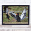 Kenya Eagle Goose Amboseli Bird wing spread animal Wall Art Print