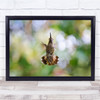 Nature Canada Wildlife Birds Hummingbirds Victoria Wall Art Print