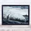 Penguin Antarctica Ice Snow Wildlife Nature Animal Wall Art Print