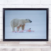 Polar Bear Hunting animal predator nature wildlife Wall Art Print