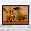 Vulture South Africa Long Exposure Low Angle Brown Wall Art Print