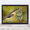 Wildlife Nature Animal Wild Africa Butterfly Shell Wall Art Print