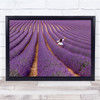 Violet Lavanda Woman In Field White Dress Walking Wall Art Print