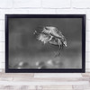 Black & White Bird landing flying Wings in action Wall Art Print