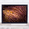 Clownfish Anemone Maldives Fish Orange Underwater Wall Art Print