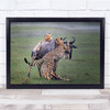 Fighting cheetahs hunting buffalo wildlife nature Wall Art Print