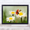 Flight Flower Insect Bug Summer Ladybird Daffodil Wall Art Print