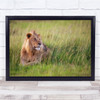 Handsome Boy Lion In field Laying animal Wildlife Wall Art Print