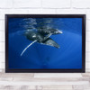 Humpback Whales Reunion Marine Underwater Animals Wall Art Print