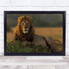 The King Lion majestic Laying wilderness wildlife Wall Art Print