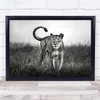 Africa Lion Wildlife Nature Animal Black & White Wall Art Print