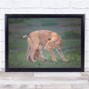 Lioness Feline Cub Cute Baby Young nature Animal Wall Art Print