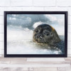 Seal Animal Ice Water Winter Zoo Cold Flake Eyes Wall Art Print