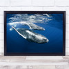 Whales Underwater Reunion Marine Mammals Animals Wall Art Print