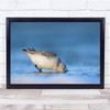 Wildlife Bird Eating Drinking Water Food Morning Wall Art Print