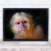 Wildlife Wild Monkey Eyes Angry Worried Capuchin Wall Art Print