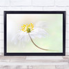 Anemone Nemorosa Wildflower Flower White petals Wall Art Print