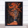 Autumn Morning Tree Way Foliage Korea To Winter Wall Art Print