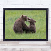 Cubs Grizzly Play Fighting Bears nature animals Wall Art Print