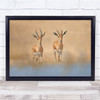 Gazelles Animal Wild Nature Wildlife Couple Duo Wall Art Print