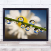 Reflections In Dew Drops grass and daisy flower Wall Art Print
