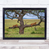 Balance Lionesses Tree Resting Wildlife Nature Wall Art Print