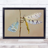 Butterfly Dragonfly Stick Macro Insect Meeting Wall Art Print
