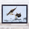 Eagle Bird Birds Wildlife Fish Fighting Nature Wall Art Print