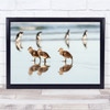 Falklands Ducks Reflection Penguins Background Wall Art Print