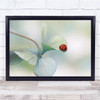 Ladybird Red Soft Bokeh Hydrangea White Flower Wall Art Print