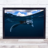 Manta Ray Wildlife Underwater Sea Ocean Lagoon Wall Art Print