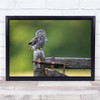 Owls Little Birds Bokeh Wildlife Nature Animal Wall Art Print